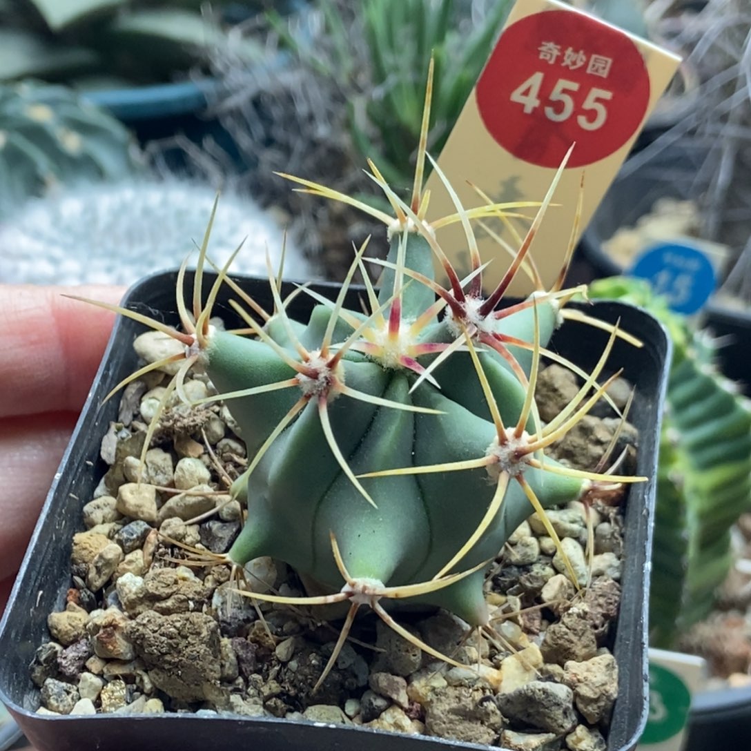 实生花刺春楼一颗仙人球