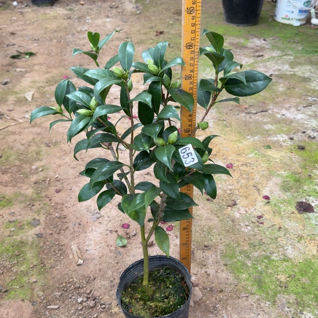 少量花朵（建议范围：2朵-5朵 或40%以下）653花鹤翎