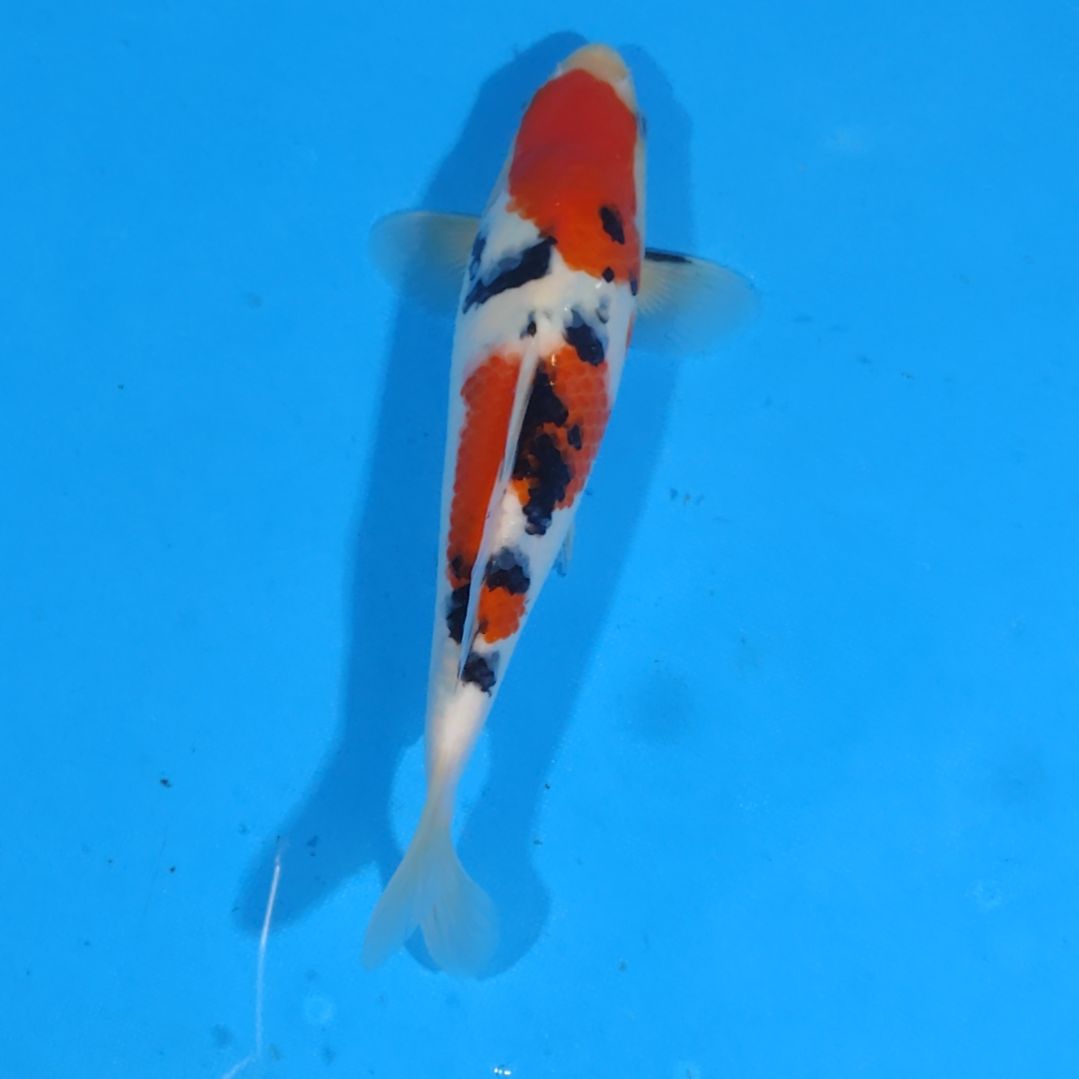 锦鲤可代26国产赛25公分手术过