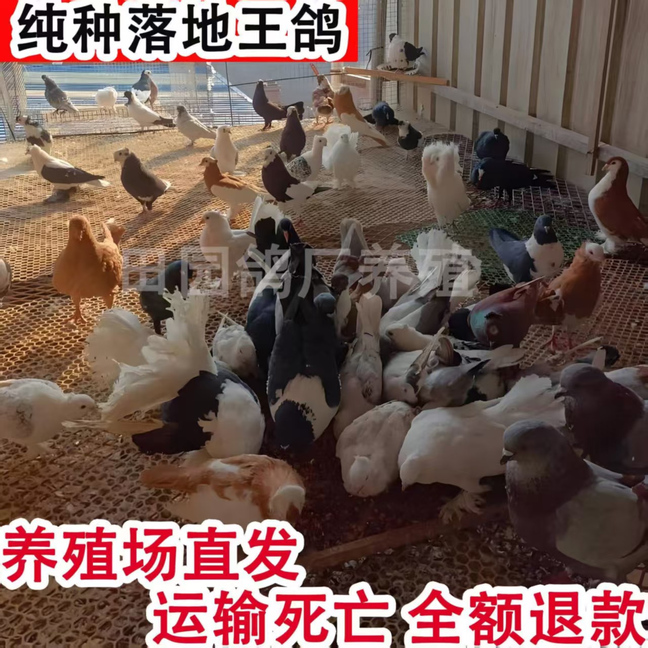落地王种鸽包活包邮