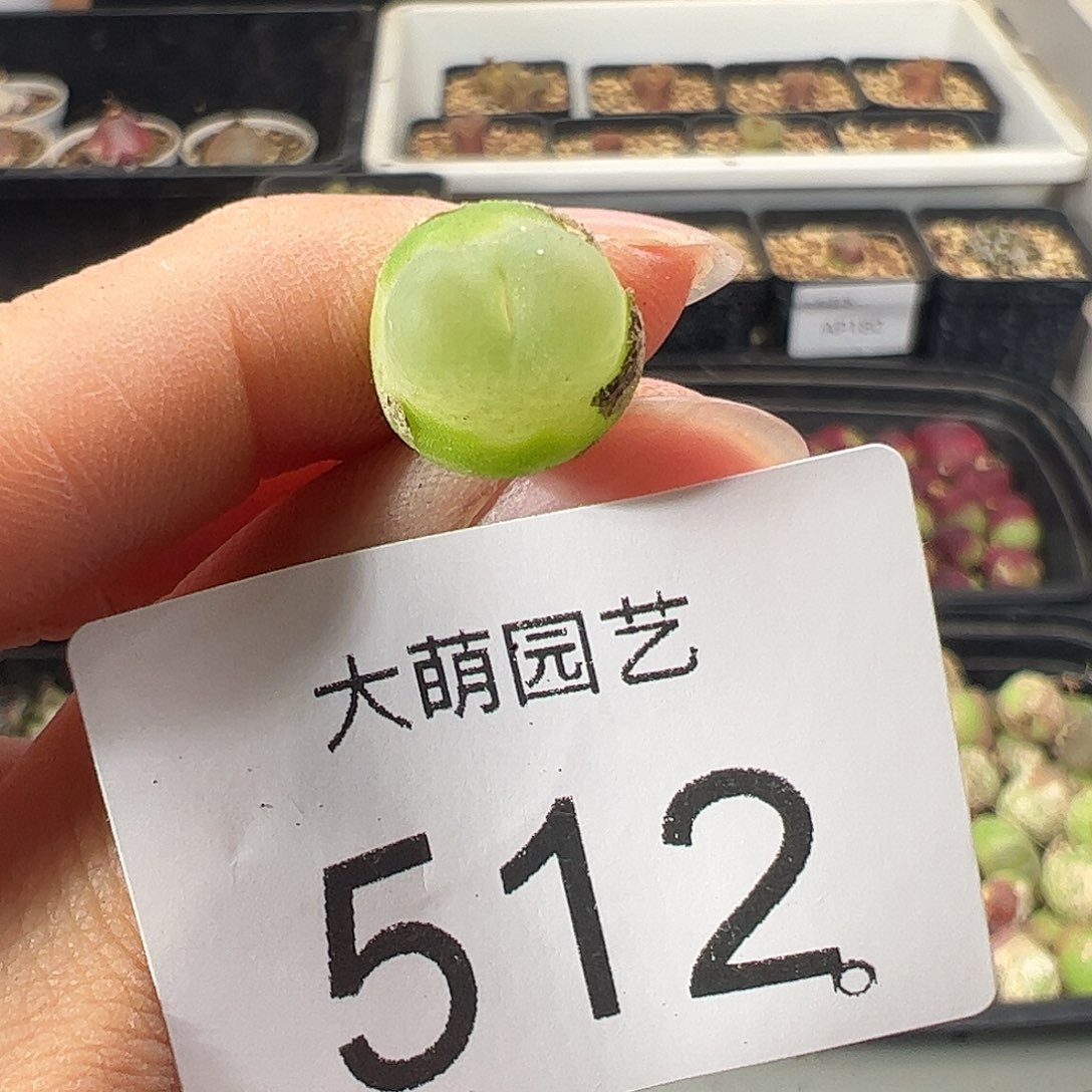 一物一拍           512