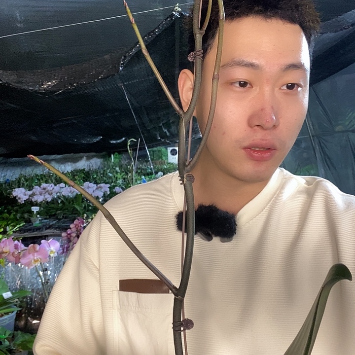 无花朵5寸盲盒龙兰