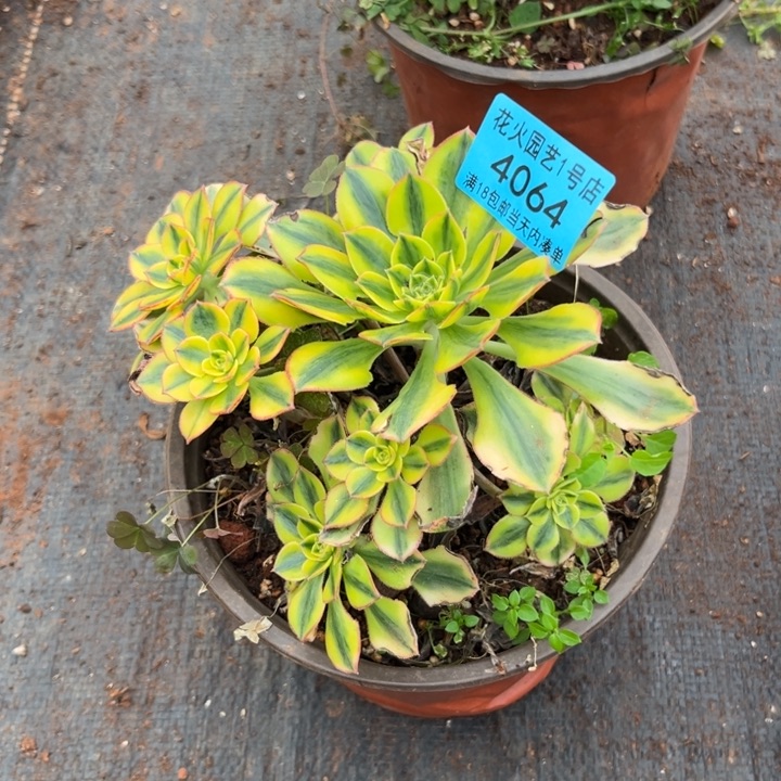 太阳神4064多肉植物法师