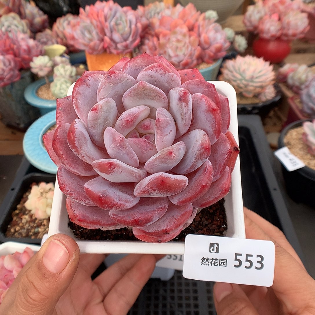 553紫皮橙多肉植物666