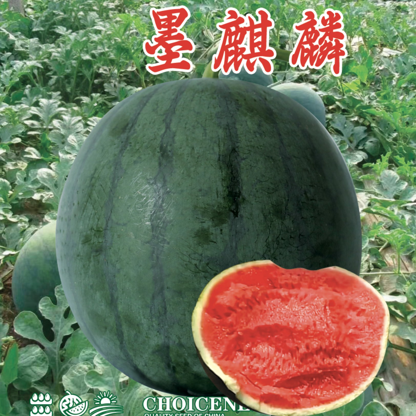 墨麒麟墨绿色皮红瓤西瓜种子约500粒罐