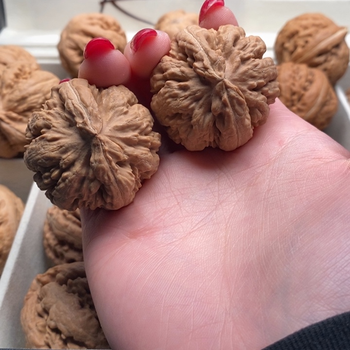 原***弹霸王龙全品无修一刀没动