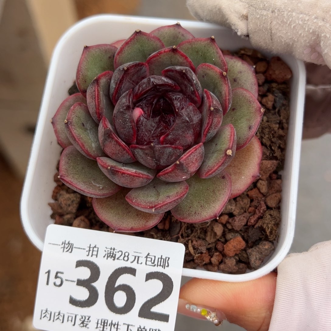 黑果珍妮多肉多肉多肉