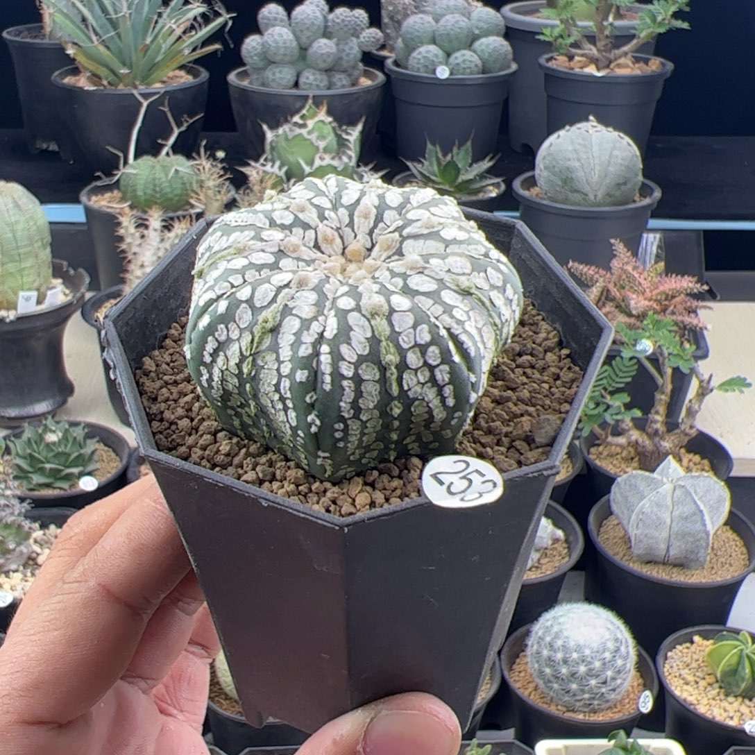 海星兜实生4.8一物一拍