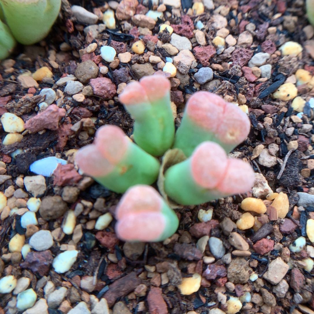 好可爱 肉锥植物