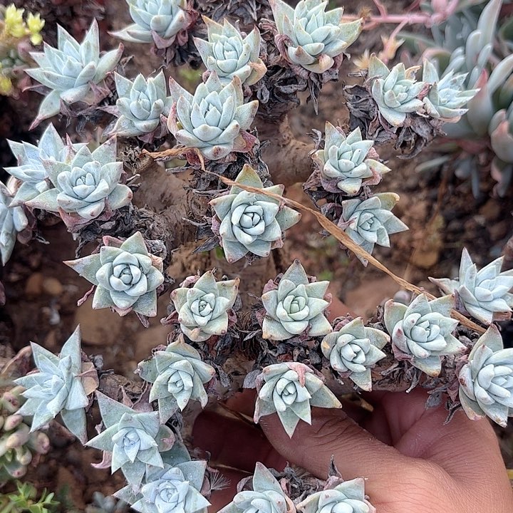 仙女杯多肉植物提取