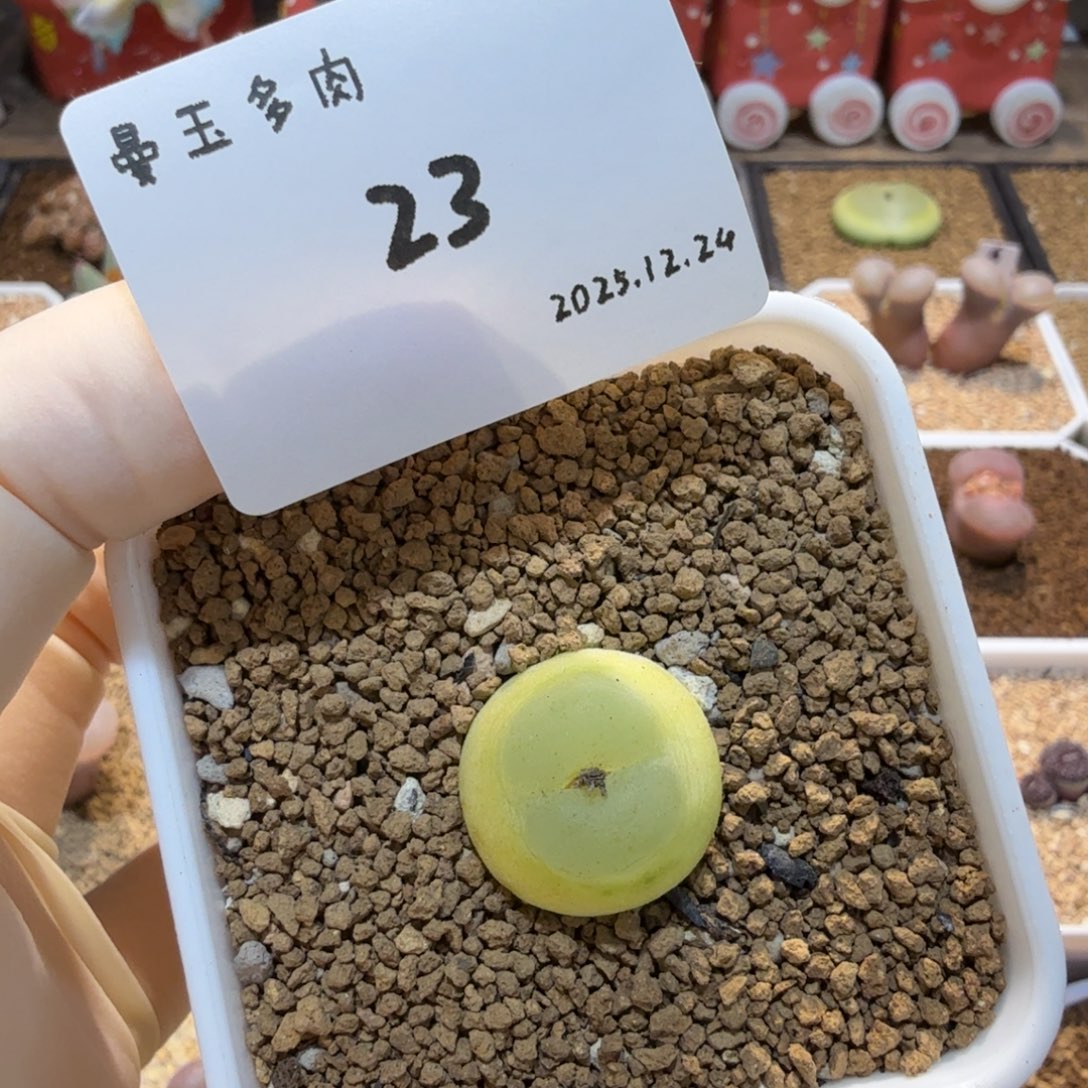 关***e多肉多肉多肉12.24-023