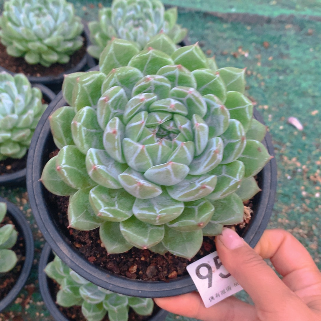 952雪花1111111111111