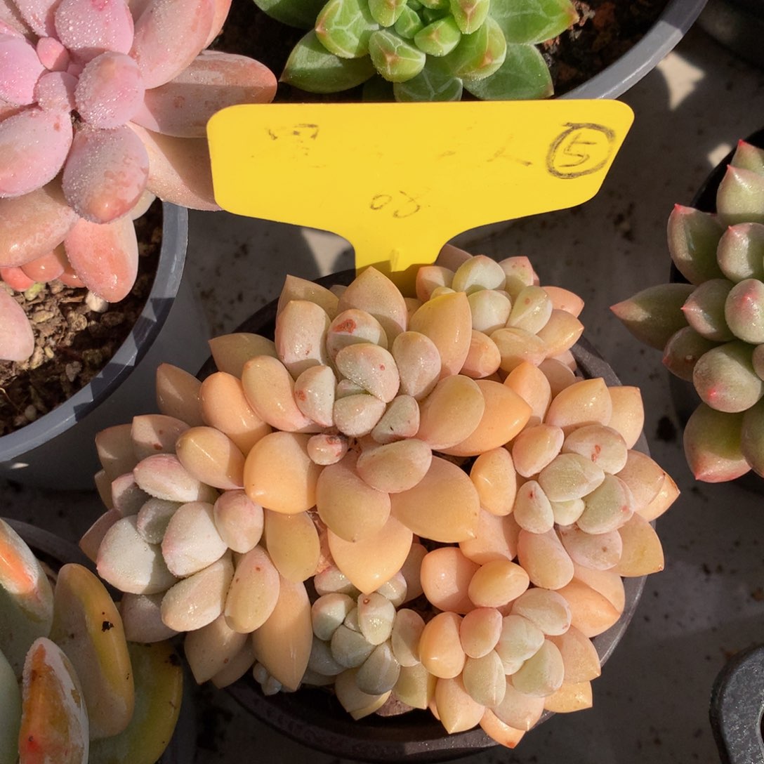 岩美人727273727373773