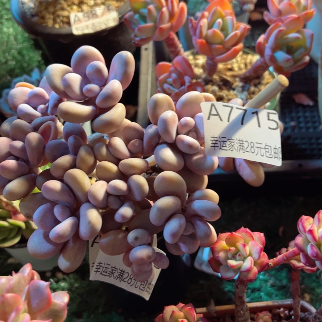 幸运的是我的朋友们