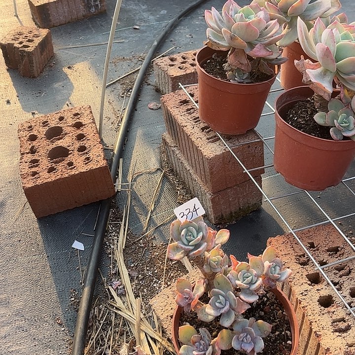 青***荷334白凤脱土发货不退不换