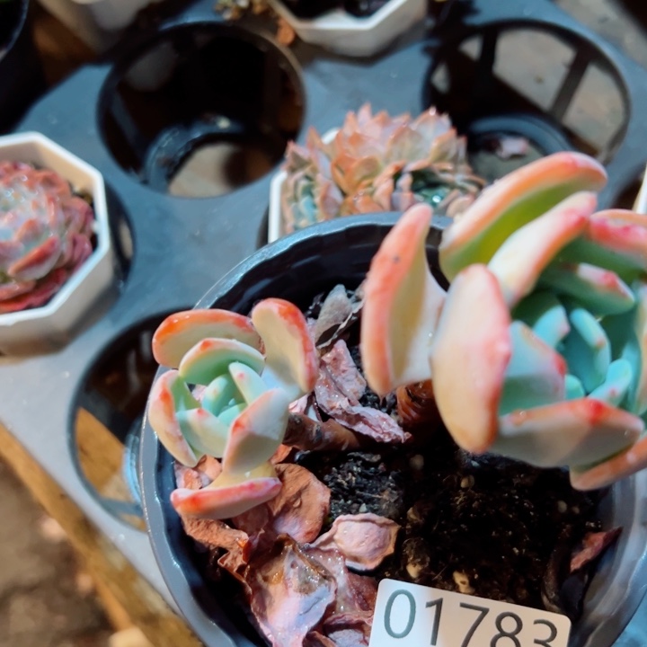 幸运的是我还没遇到