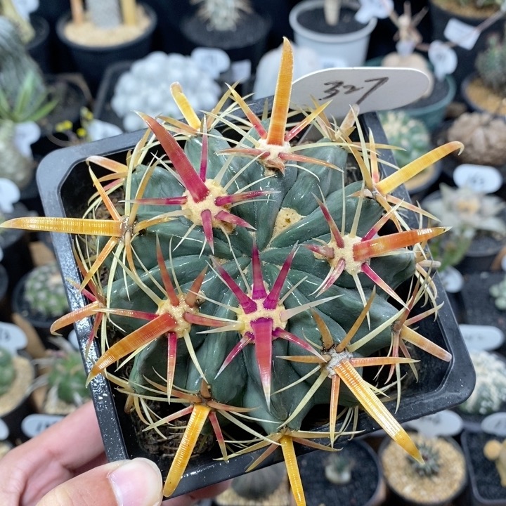 327号实生宽刺日出10cm