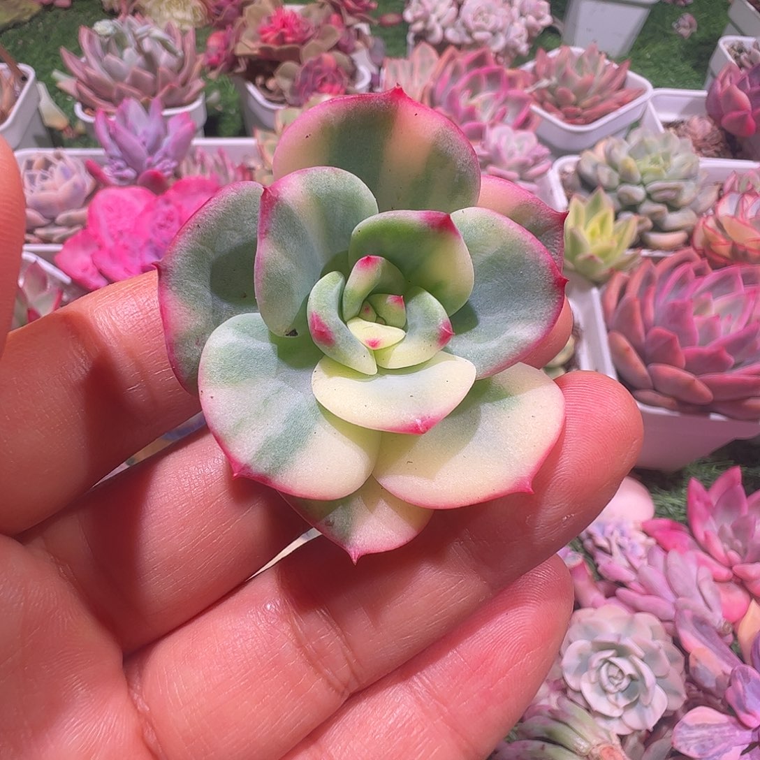 依***萍多肉植物多肉植物