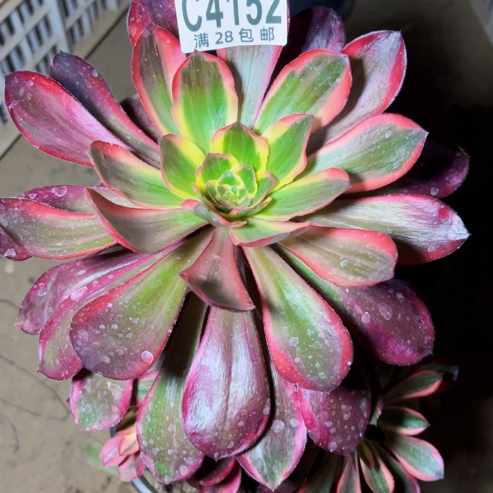 4152红魔女多肉植物