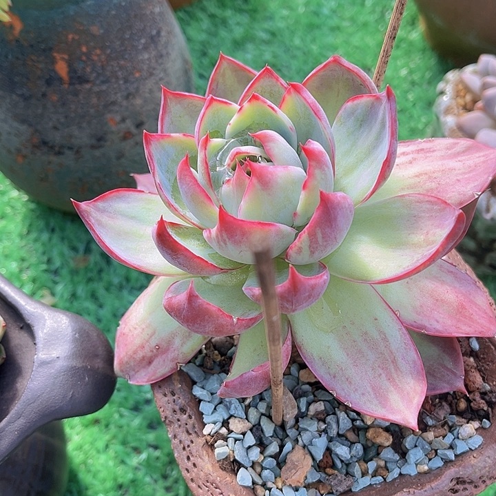 锦鸿仙子1249多肉植物