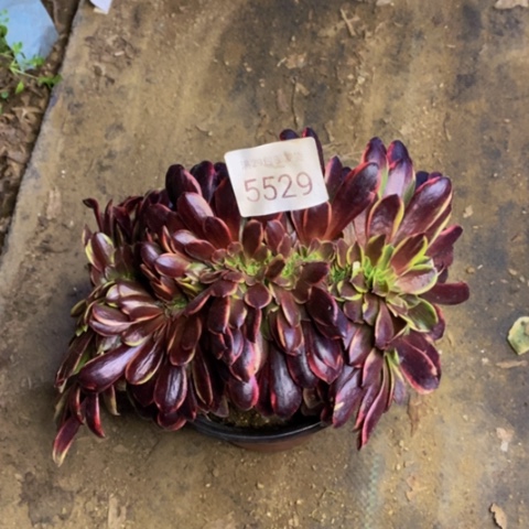 欧嘉莉多肉植物5529