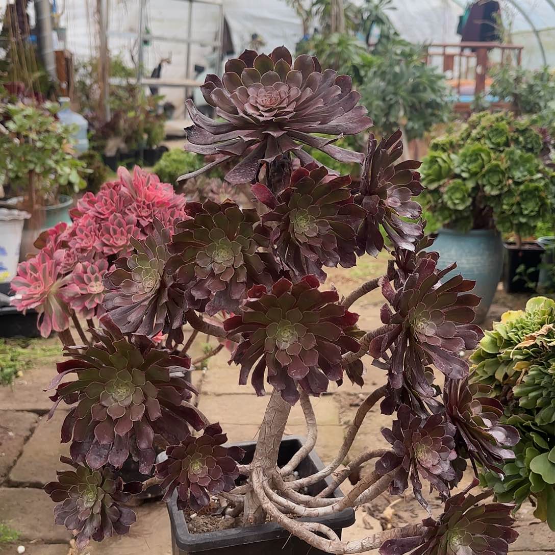 红陶哈哈哈哈哈哈哈哈哈哈