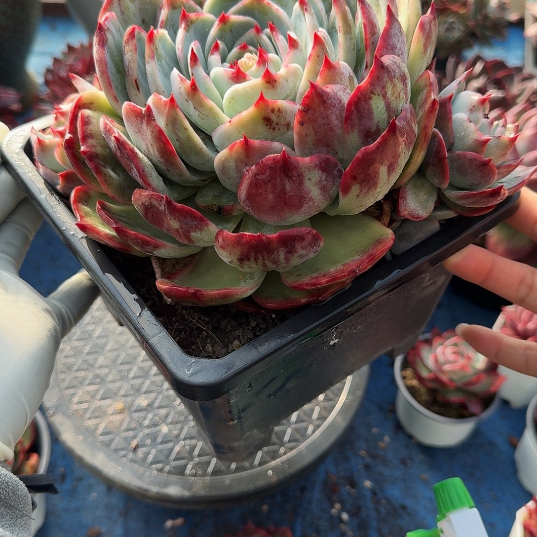 惊鸿惊鸿惊鸿 398..........