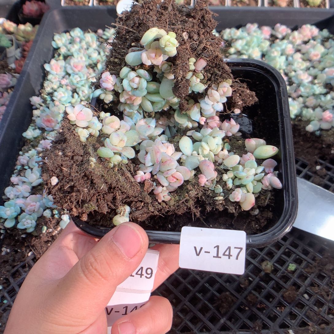 无花朵V147英语英语