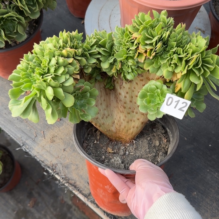 开***华多肉植物绿羊绒缀012