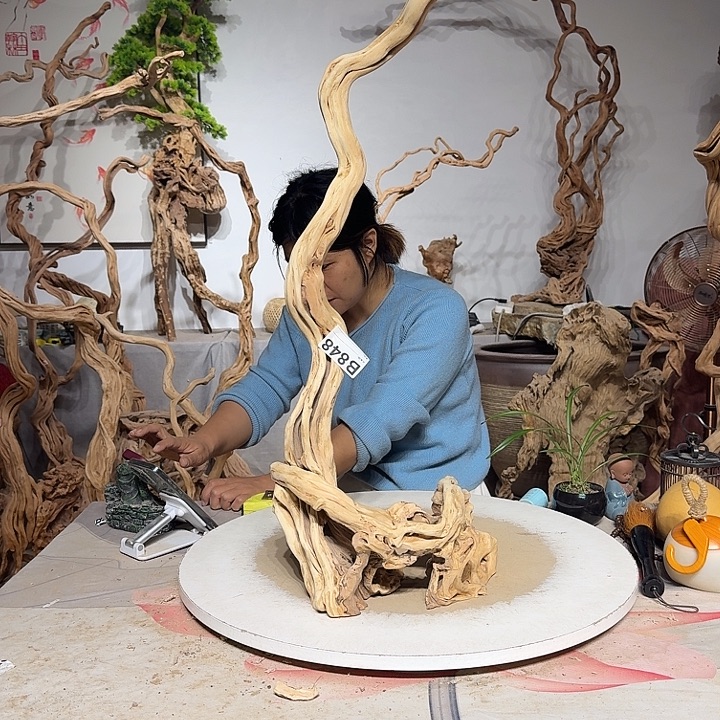 英***子杜鹃根叶呈圆锥形状生长的