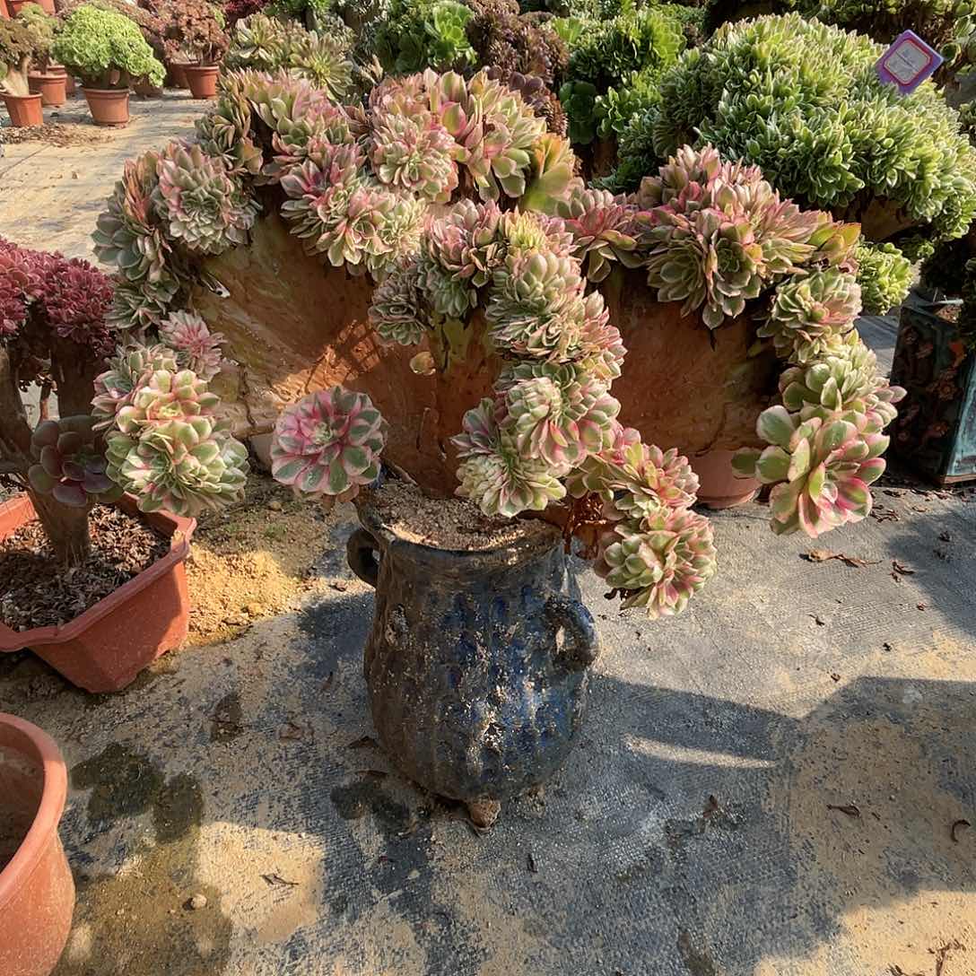 【闪购商品】全部花朵海*荔枝