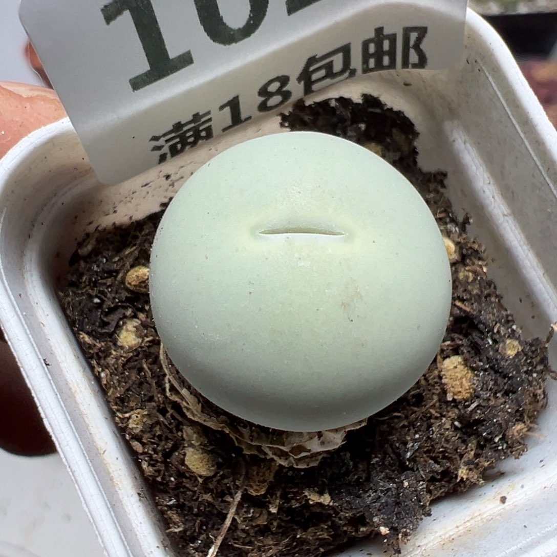 【闪购商品】 1027。     