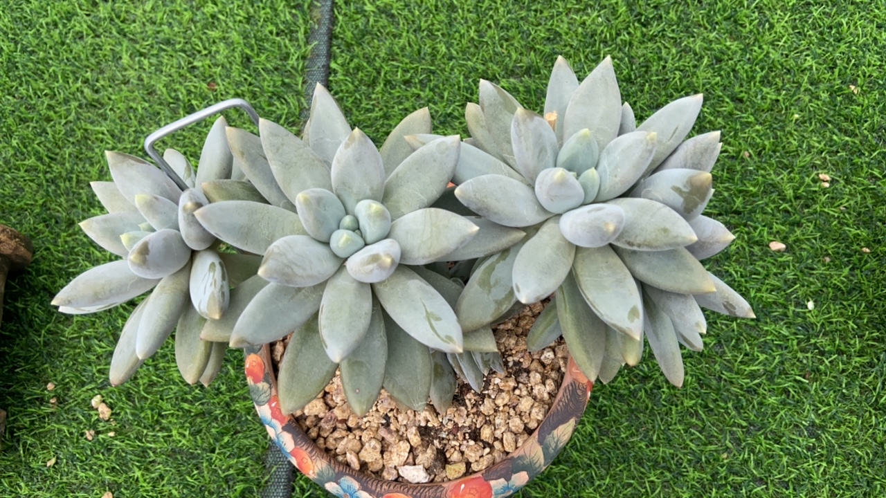 超胖体哥特多头多肉植物