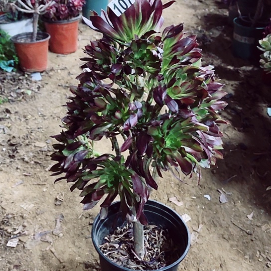 107黑法老桩法师