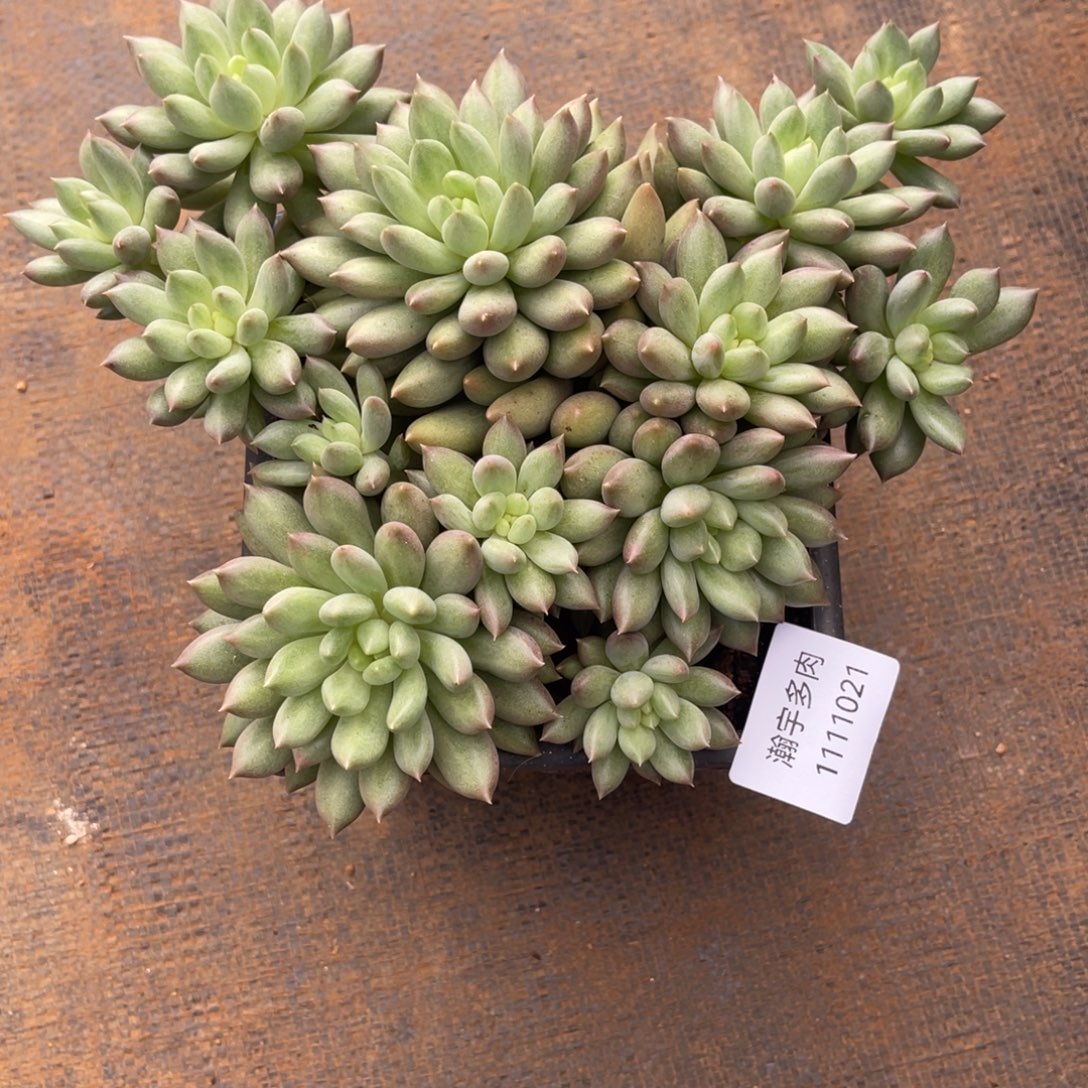 岩自大群多肉植物21号