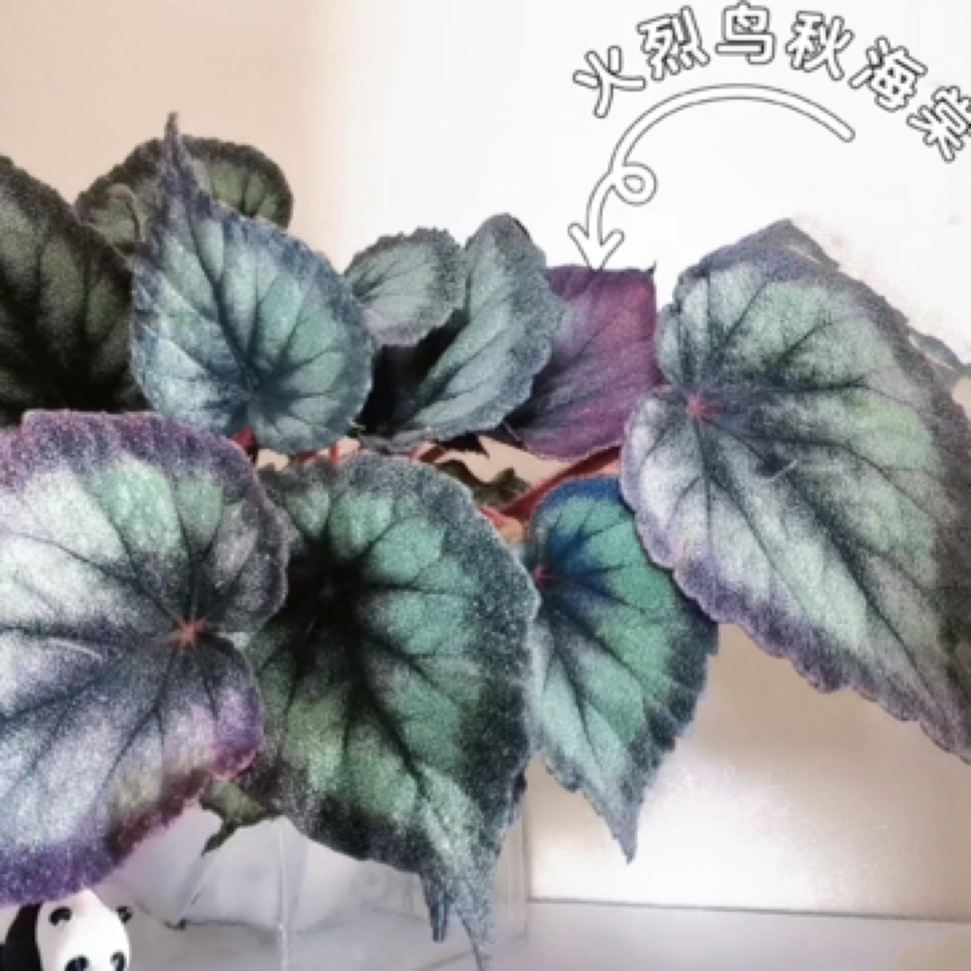 【火烈鸟】观叶植物网红盆栽室内绿植高端观赏花卉