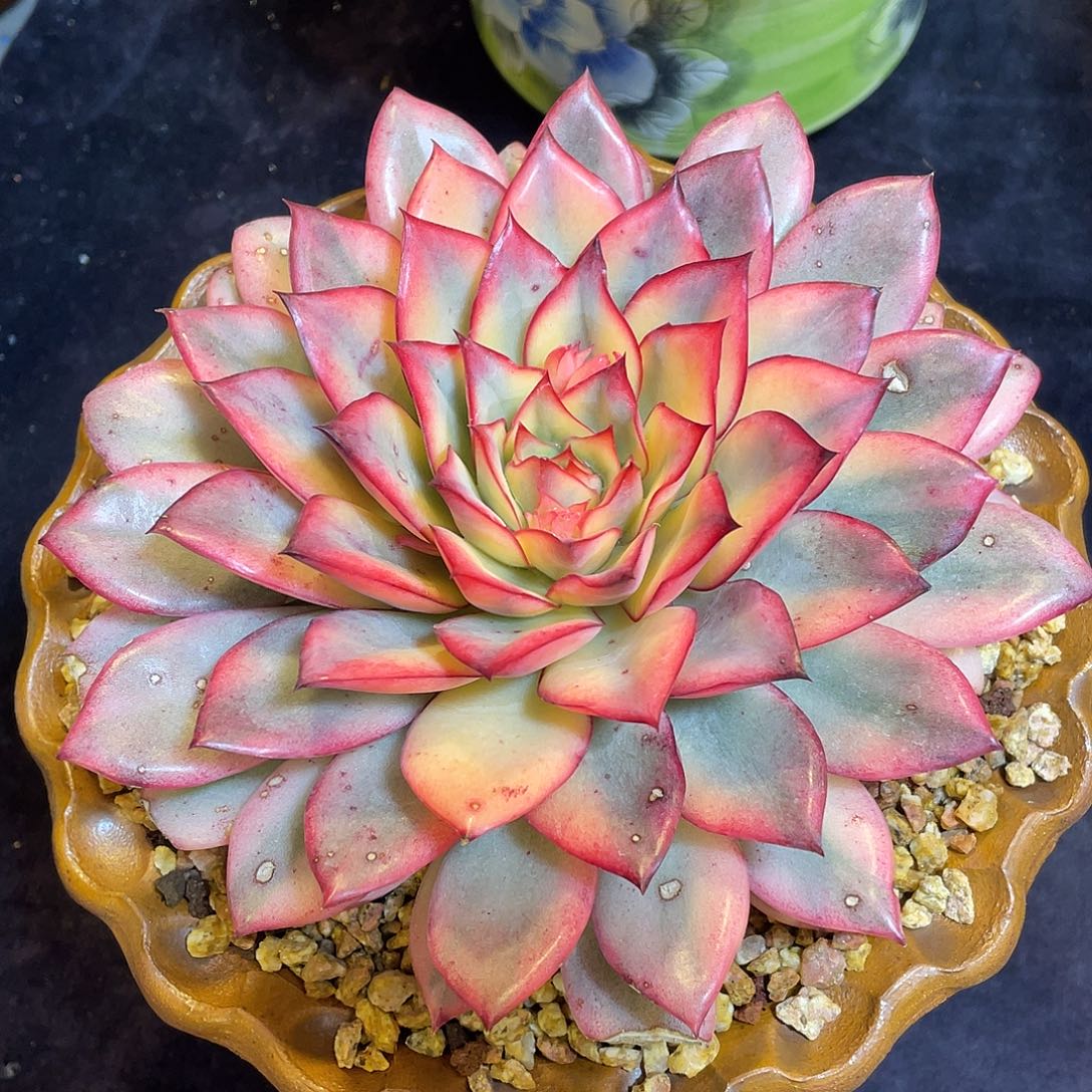 多肉植物脱土包邮