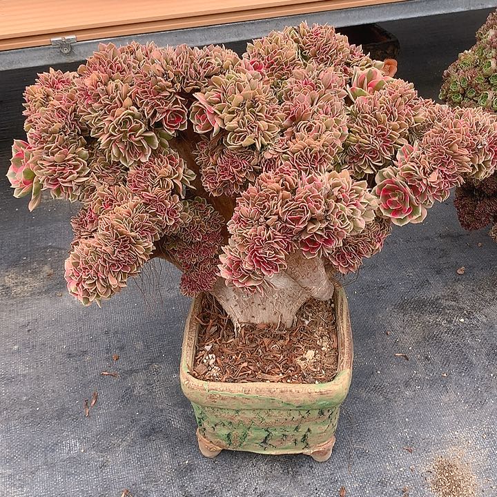 女郎朵朵脱土发货啊