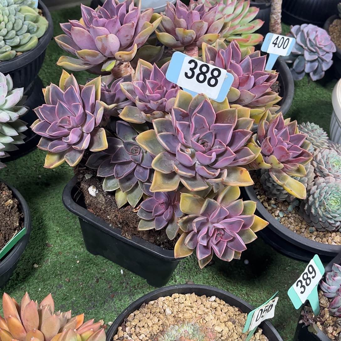 甜***思紫气冬来多肉植物保护388