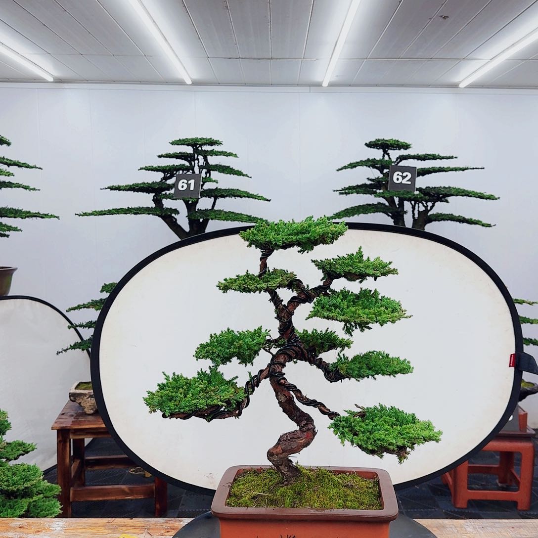 无花朵000000000000000