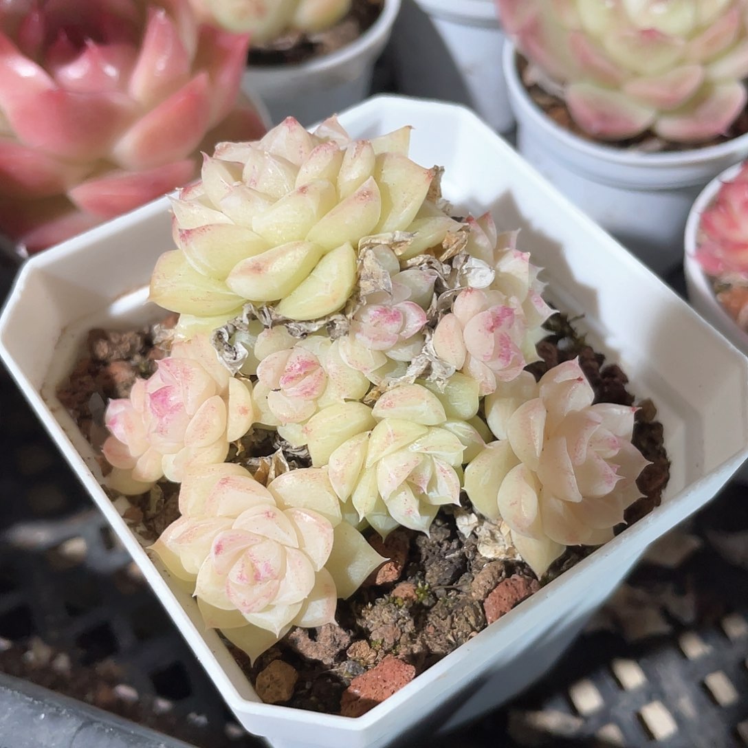 优选白天鹅福利9242