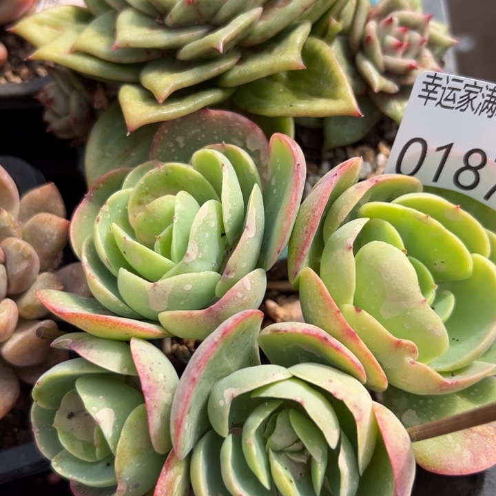 幸运儿是一位非常优秀且