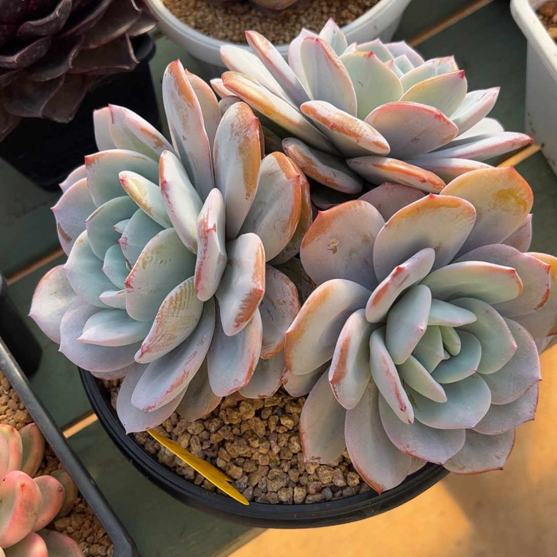 12-10-07奶茶多肉植物