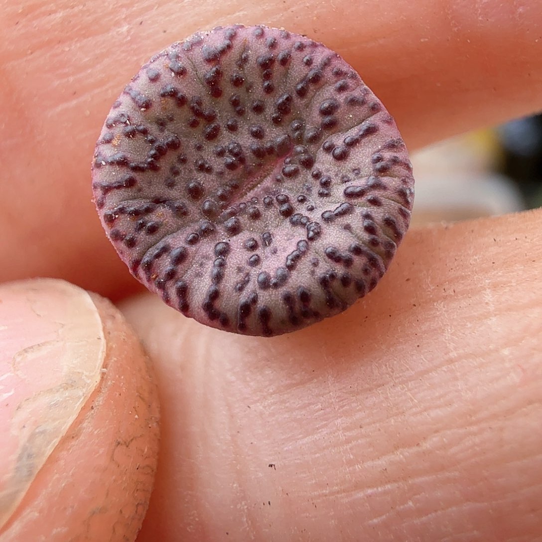 3.19.33/红娇安贞