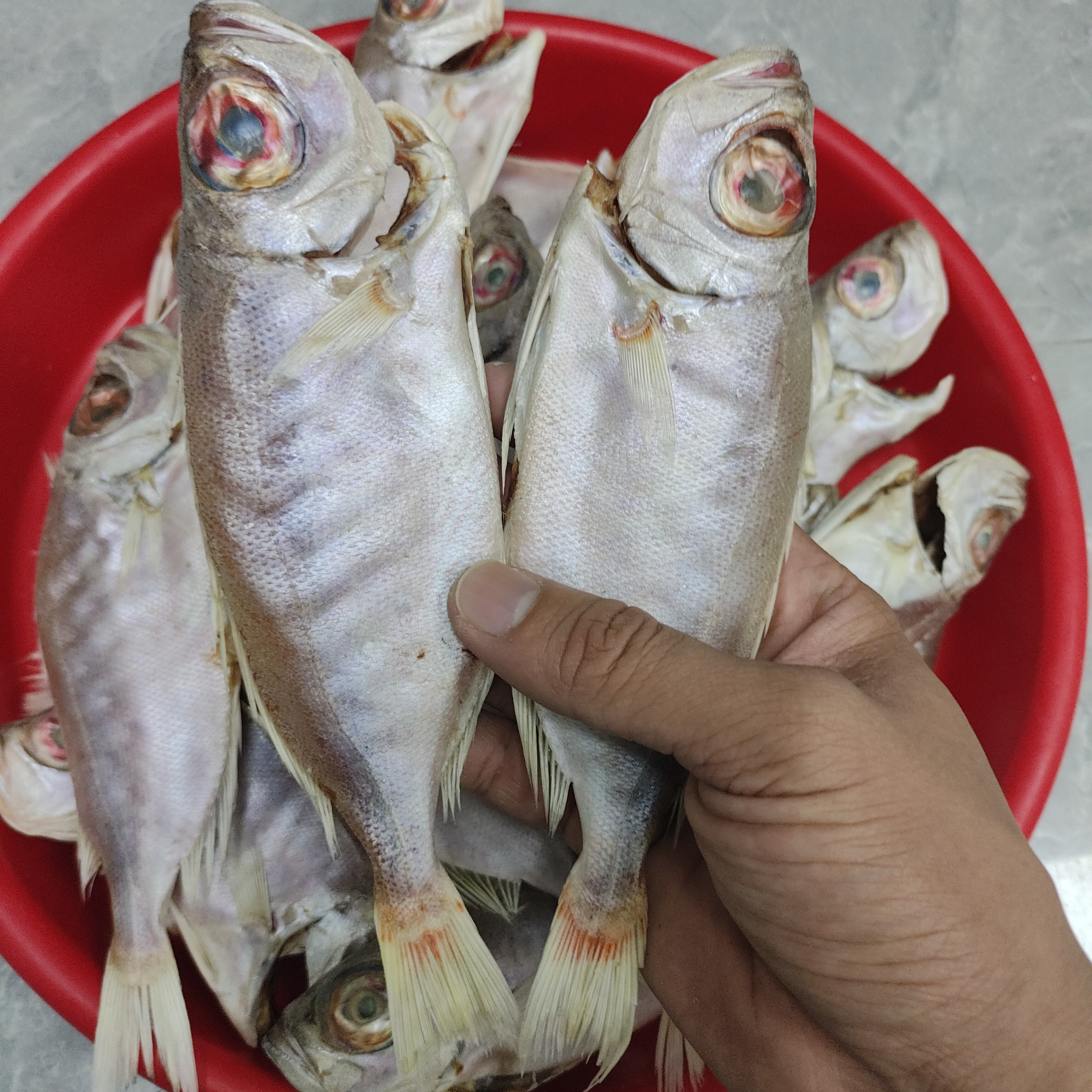 汕尾马宫本港红目莲鱼干(适合小火煎油，配粥配饭)