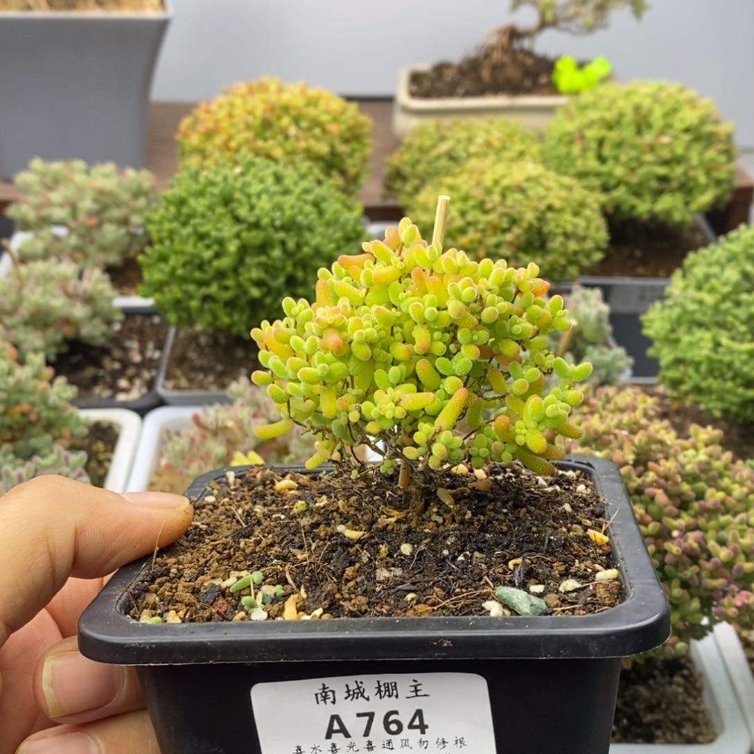 764蜜橘糖球枝干番杏
