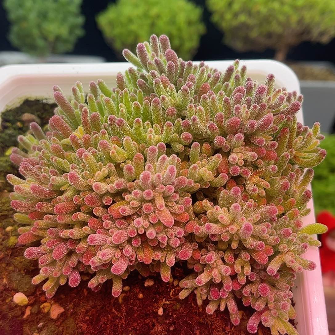 004冰晶优选枝干番杏