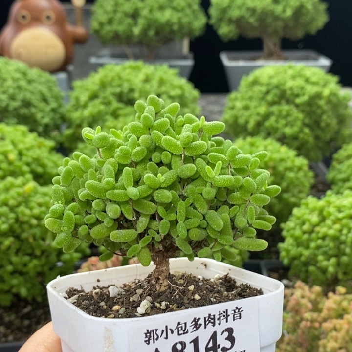 蜜橘糖球8143枝干番杏