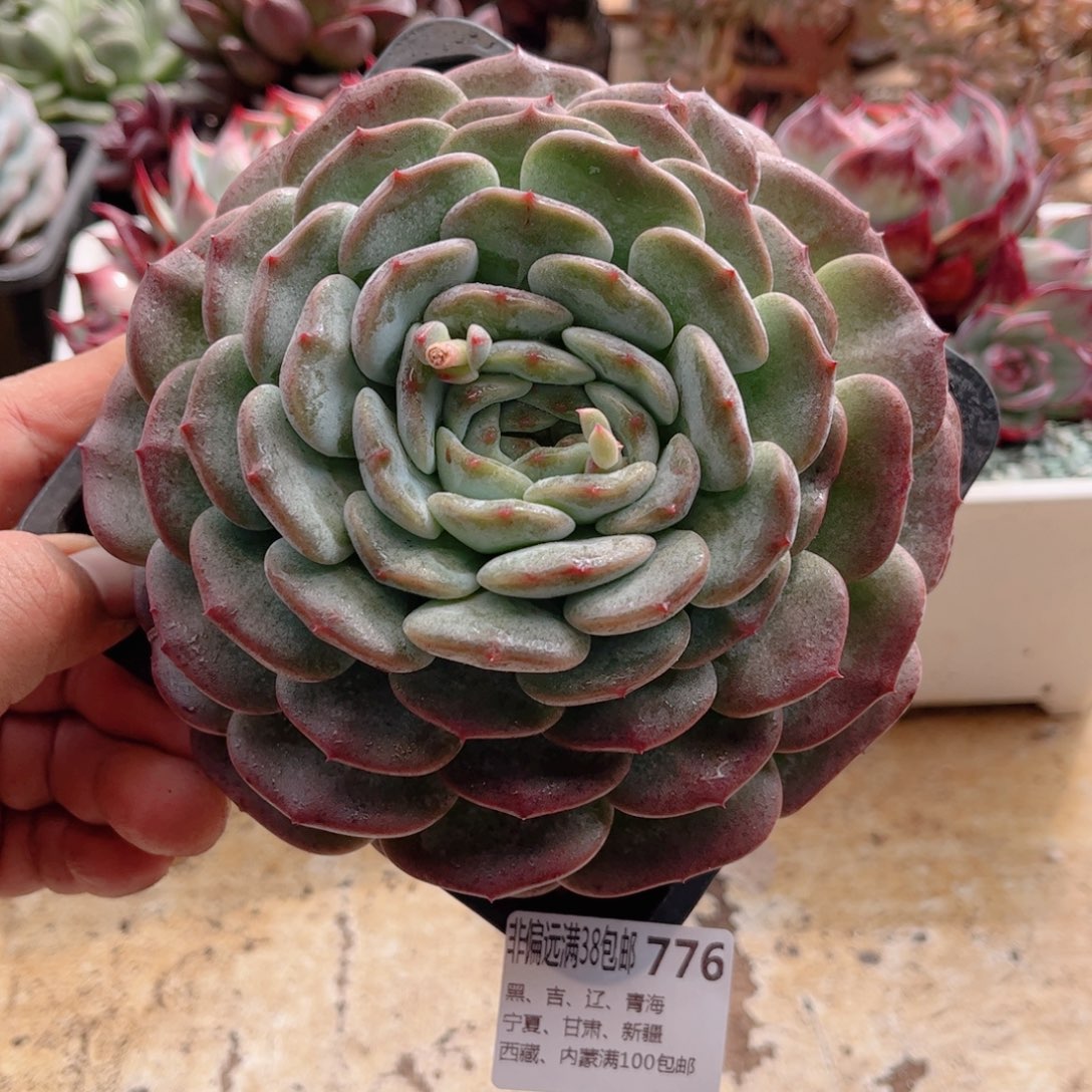 776宽体新品德华多肉
