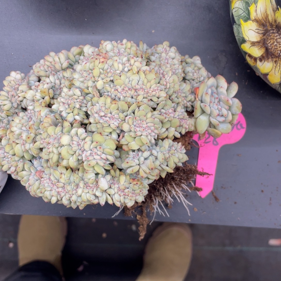 姚***姚星影缀化有个断头瑕疵姚姚128